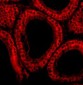 Bcl-G Antibody